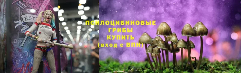 где продают наркотики  Ишимбай  Галлюциногенные грибы Psilocybe 